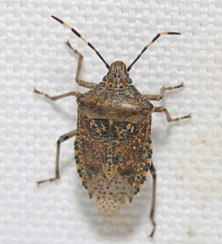 Réf. 179 633 : Rhaphigaster nebulosa